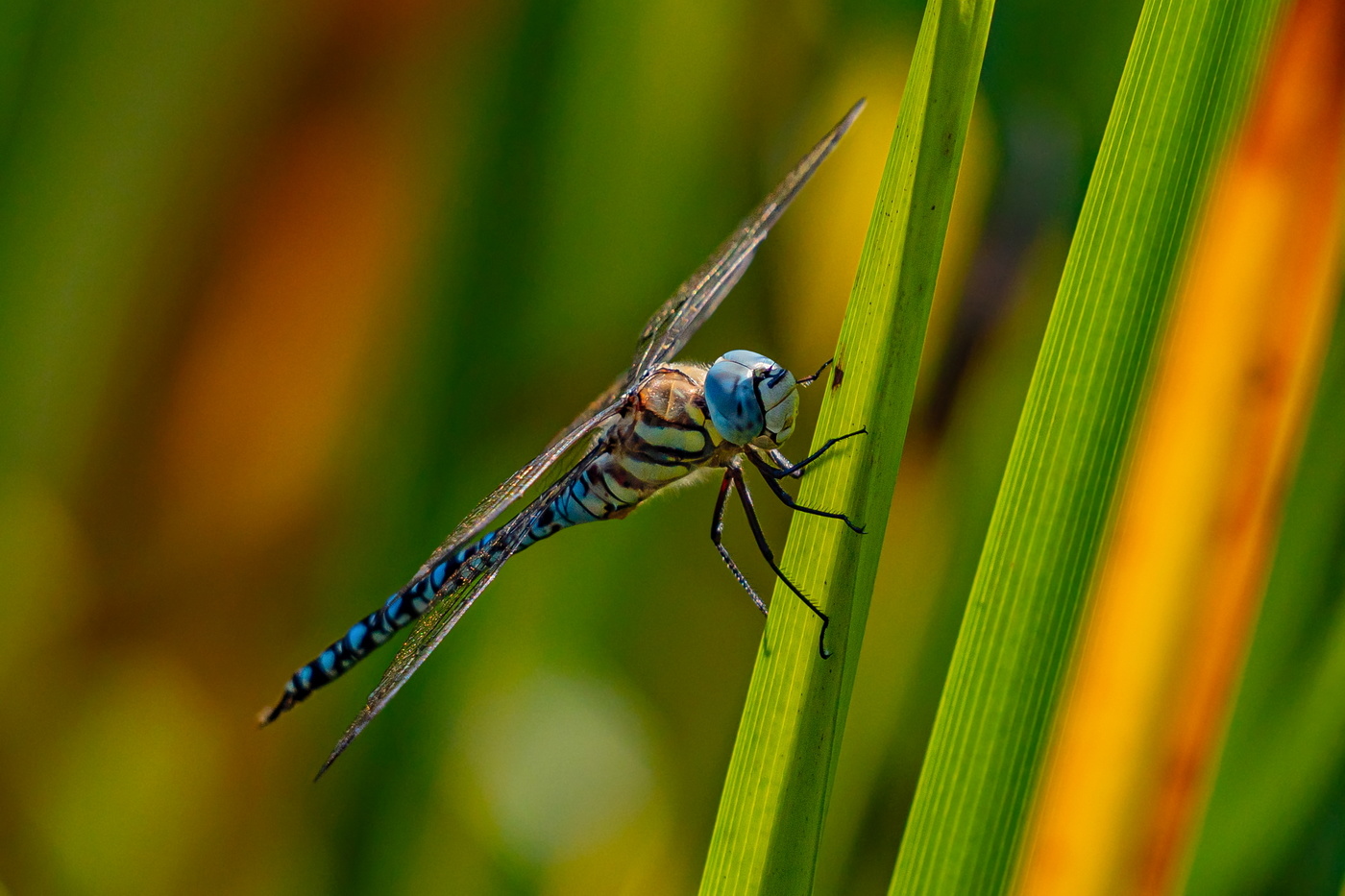 Коромысло зеленобокое