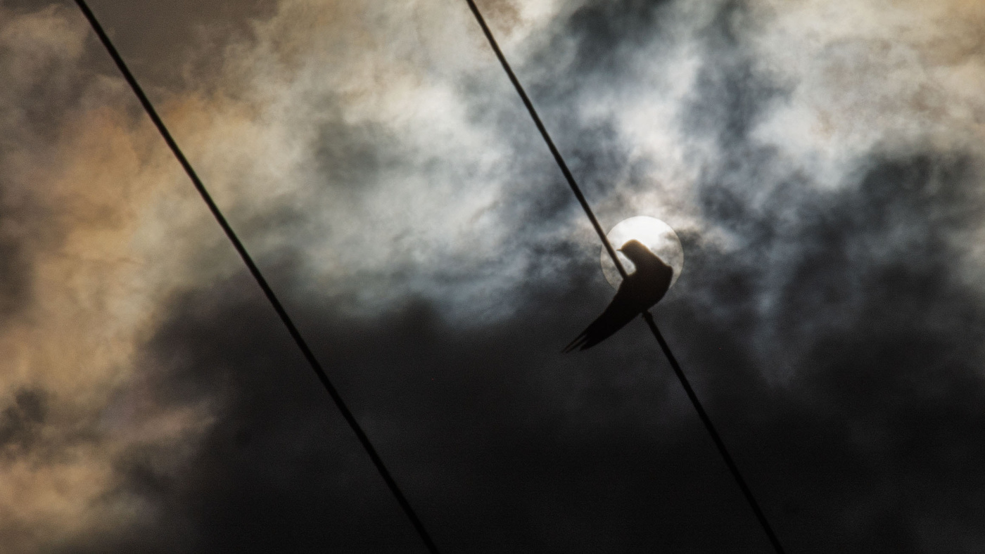 Жизнь вокруг