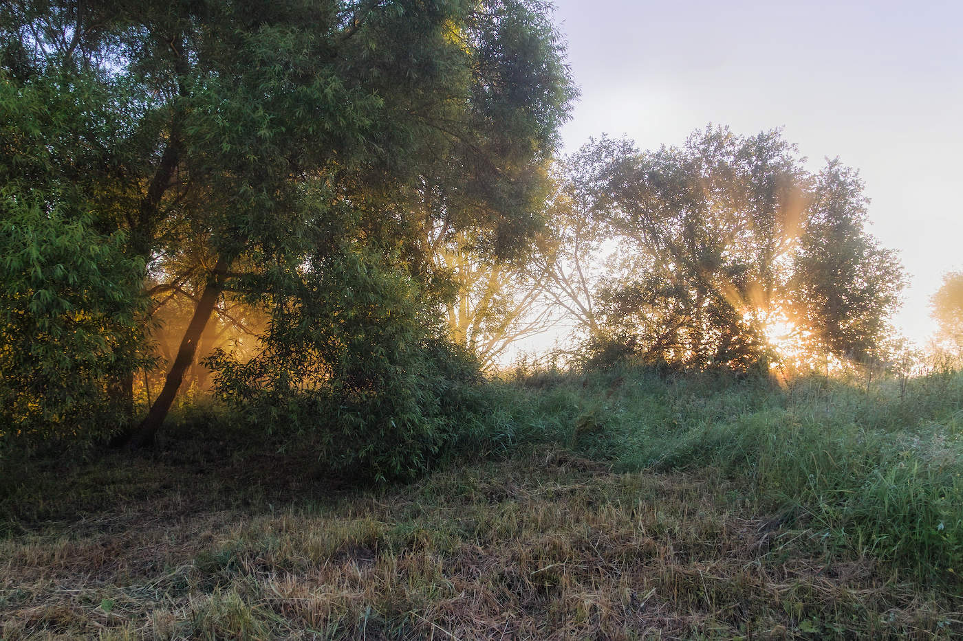 Брызги солнца