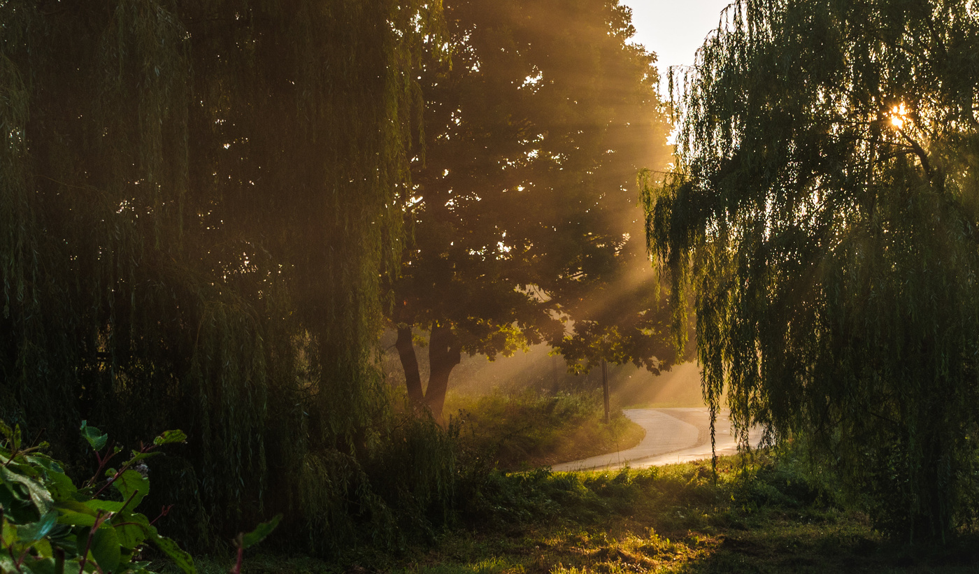 Утро в парке.