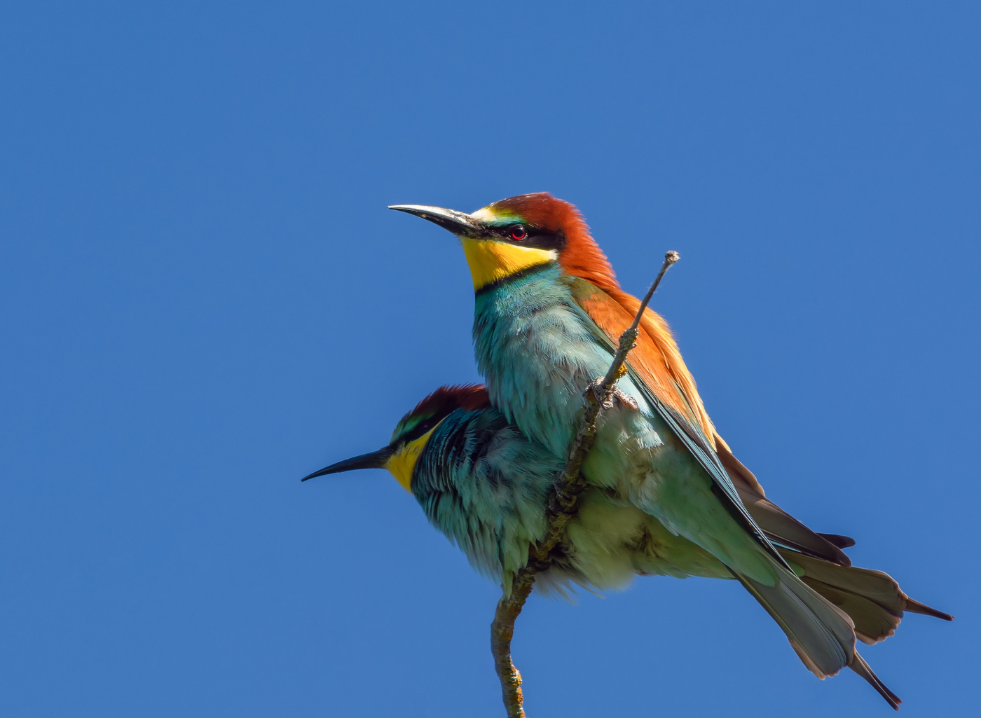 наблюдатели