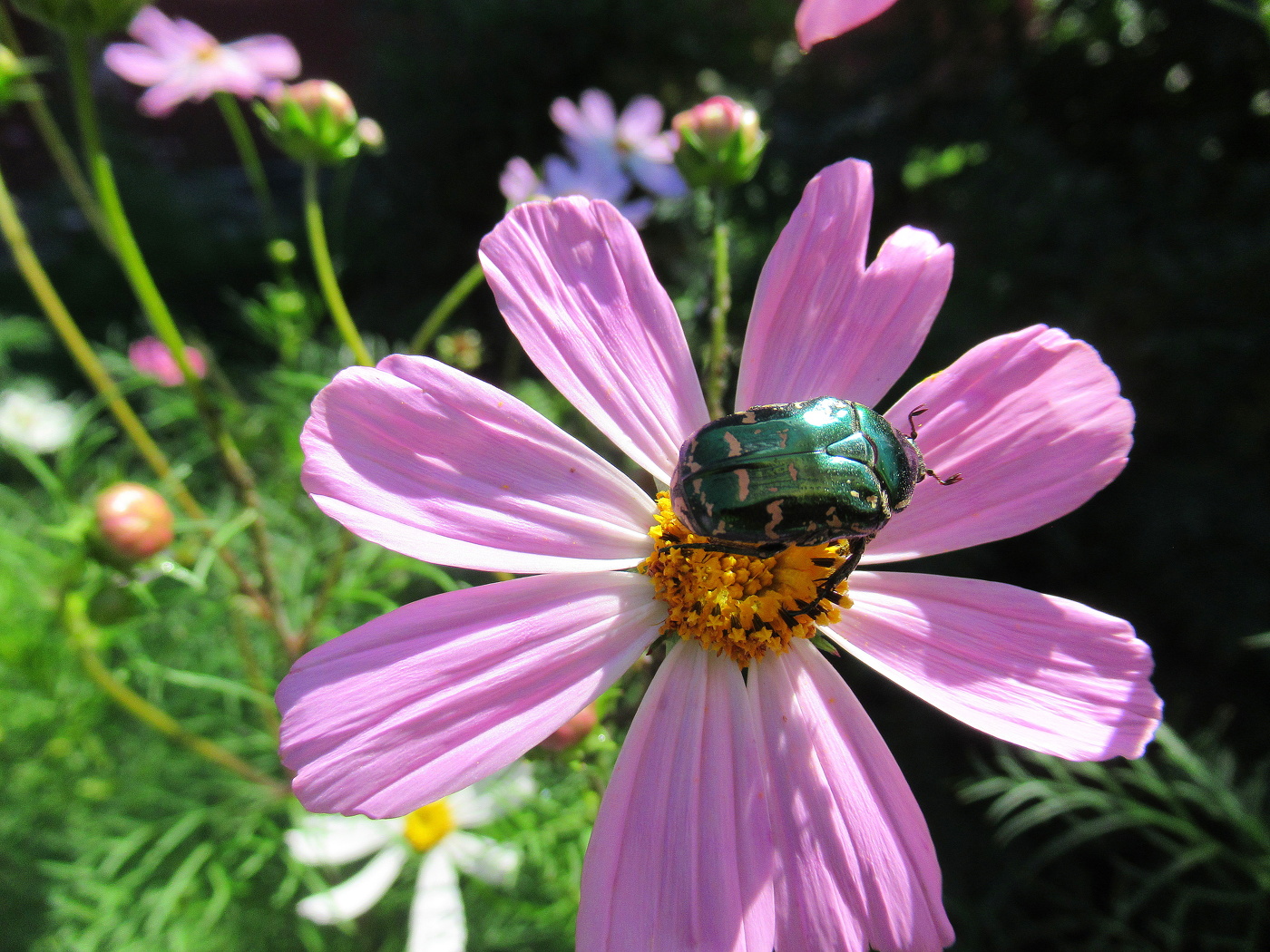 Жук поедатель космеи