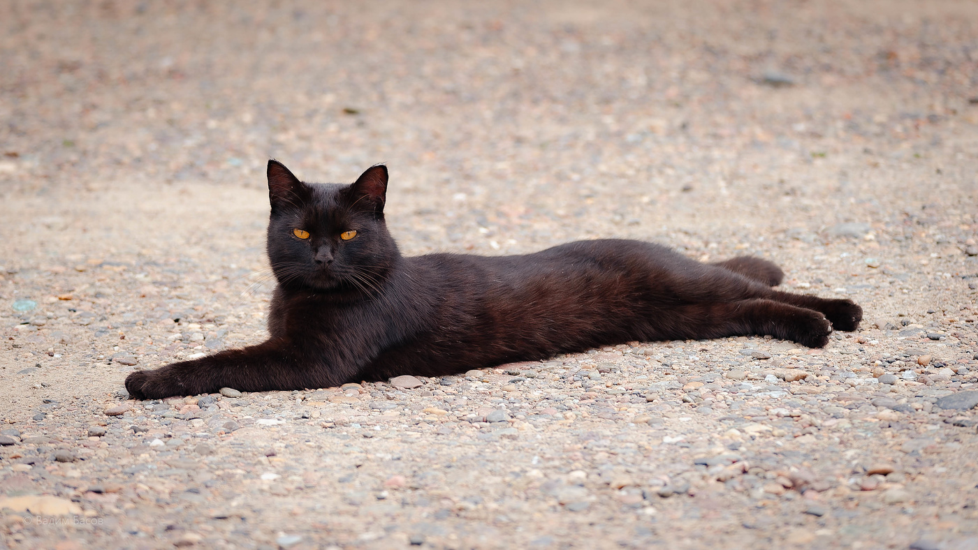 Кошачесть — это образ жизни.