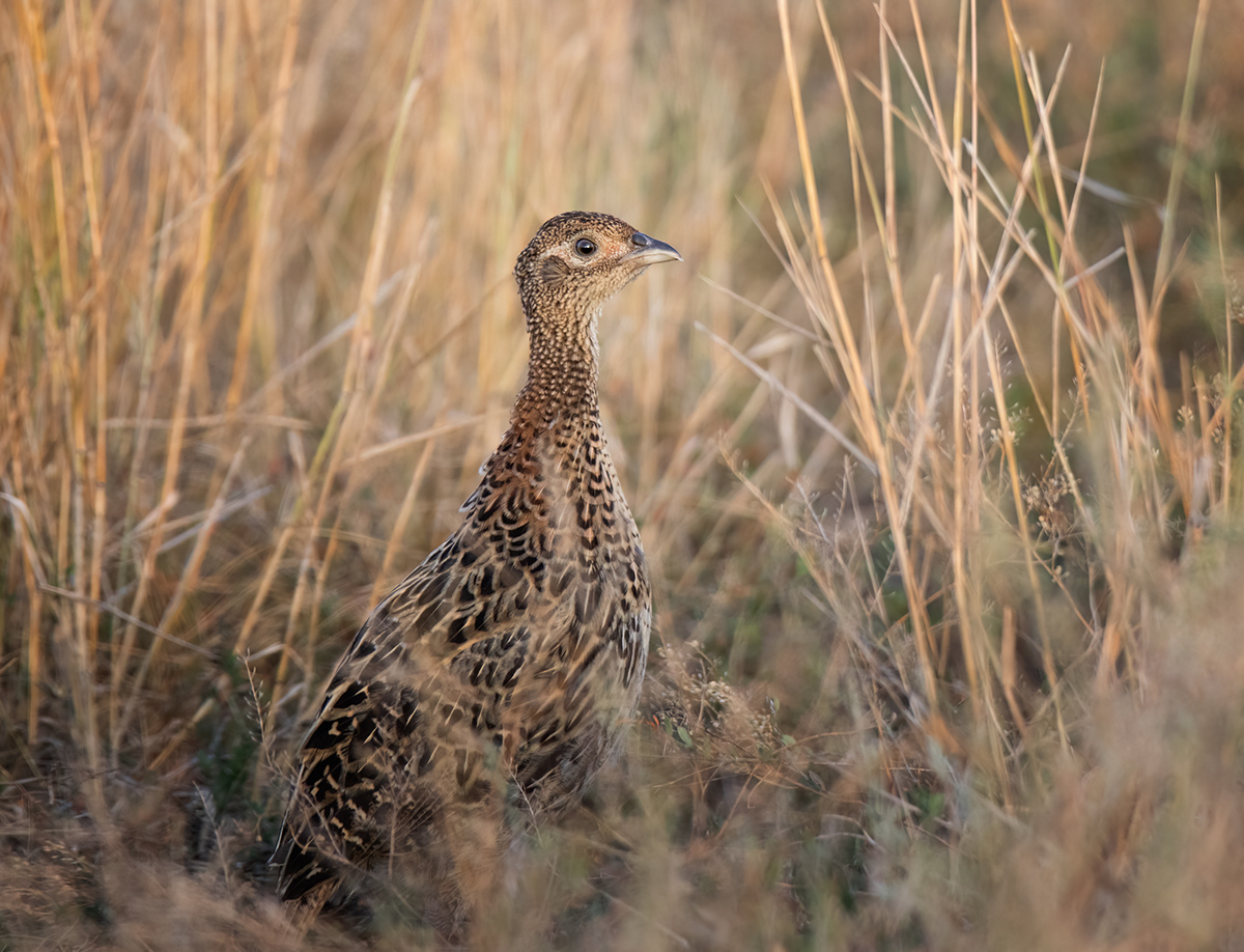 Фазанка в вечерней степи