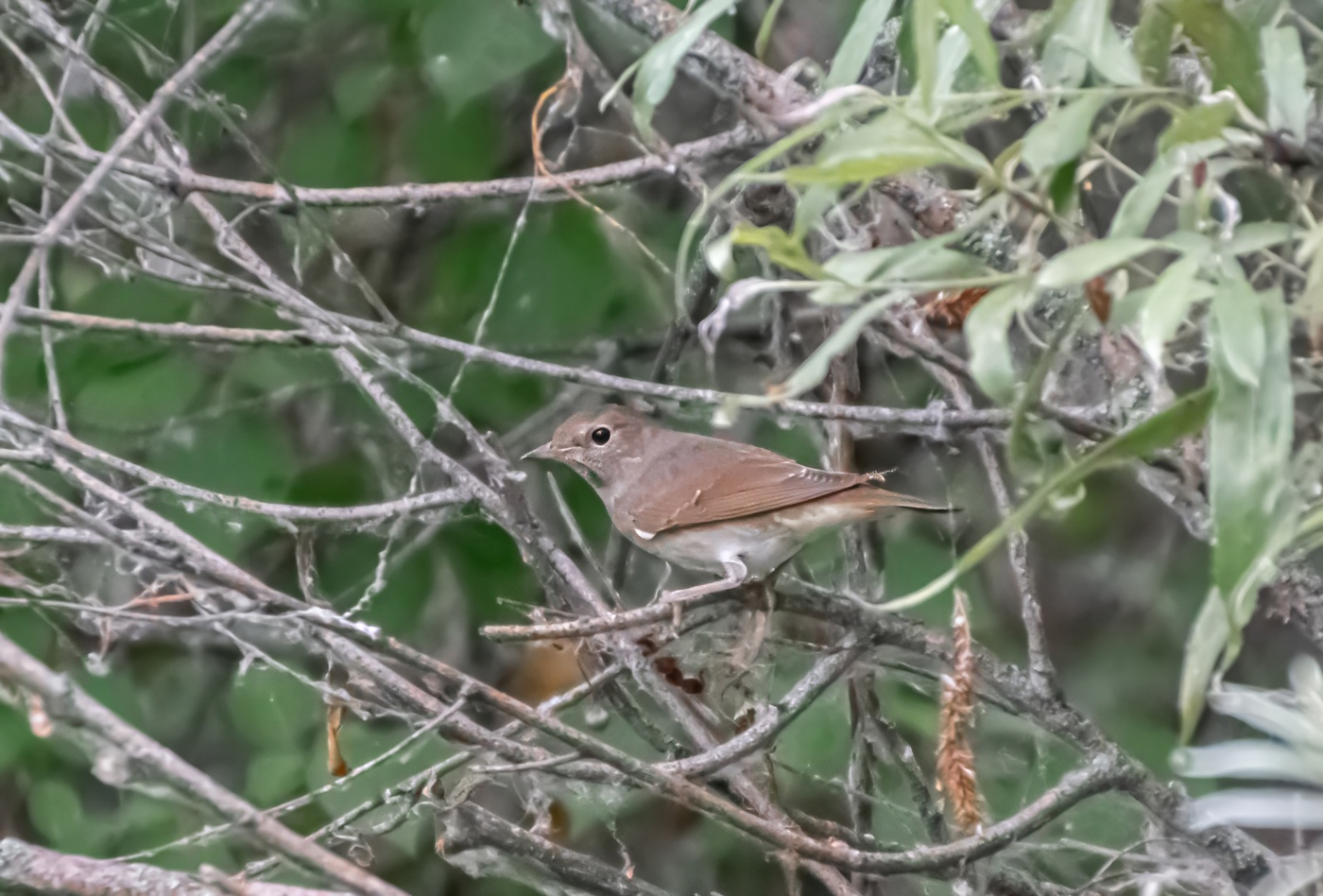 Соловей -пташечка