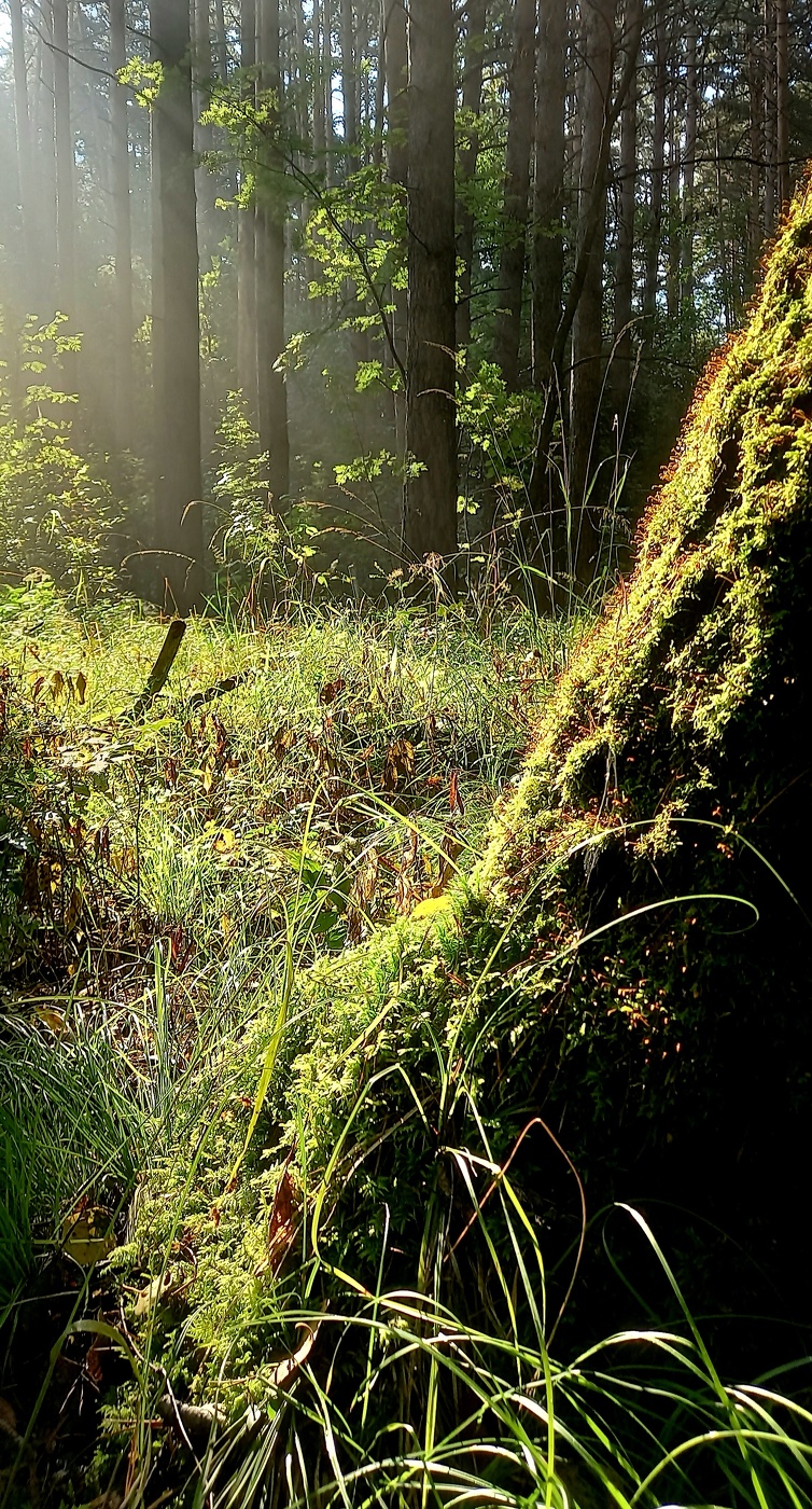 утро в лесу