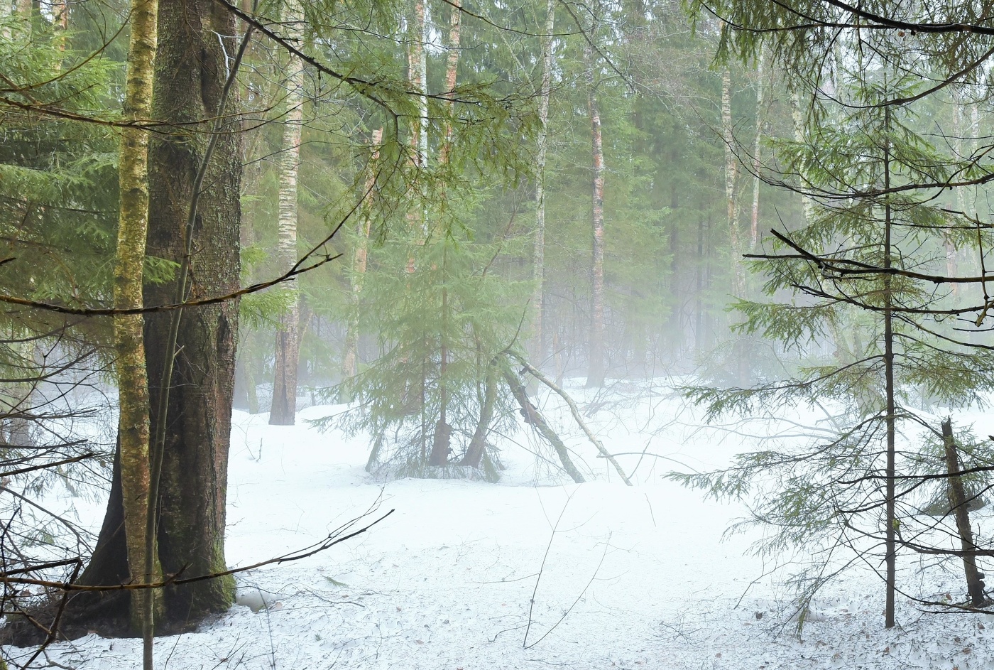 В мартовском лесу ...