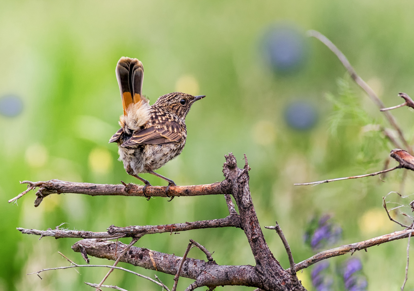 Лучший хвостик!