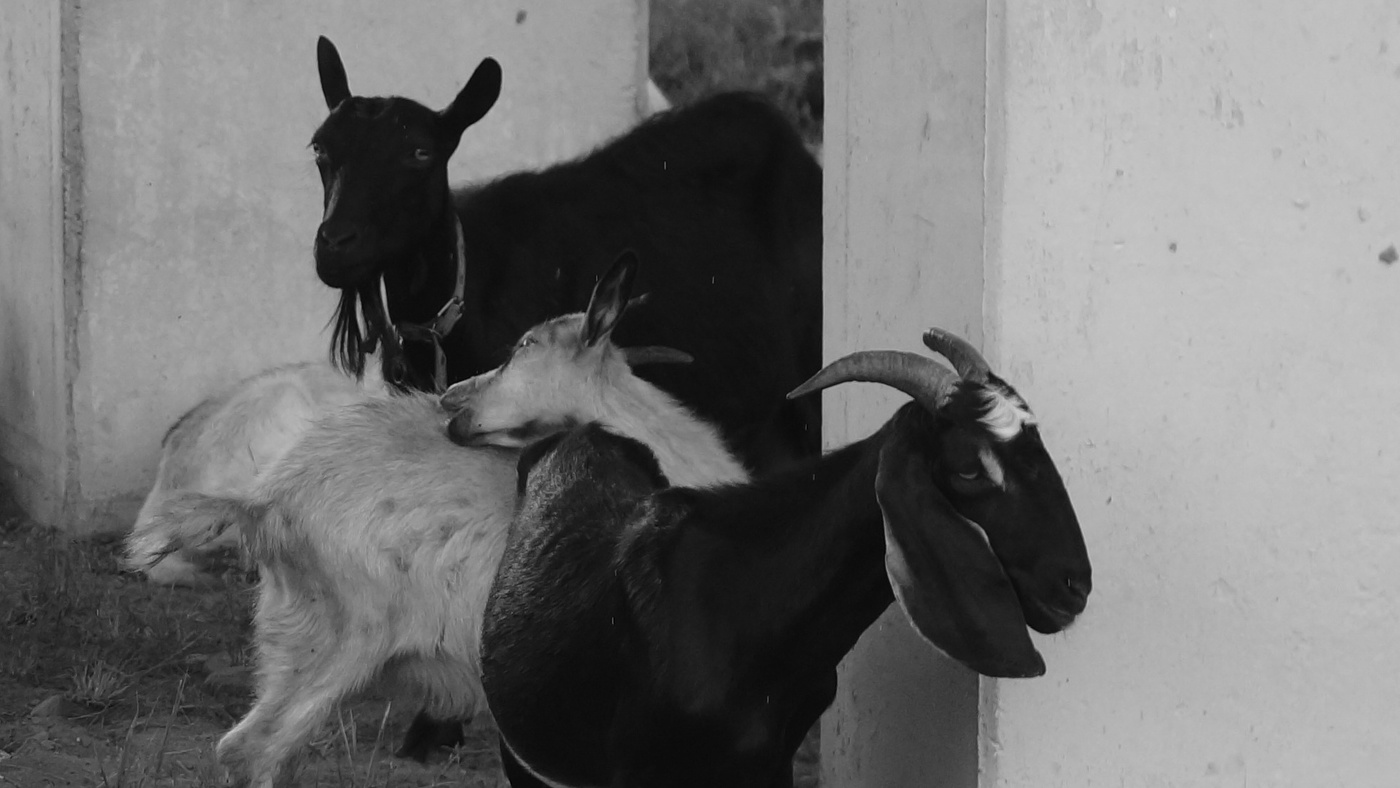 Святой Лука.