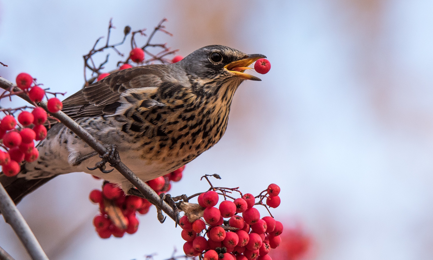 Дрозд на рябине.