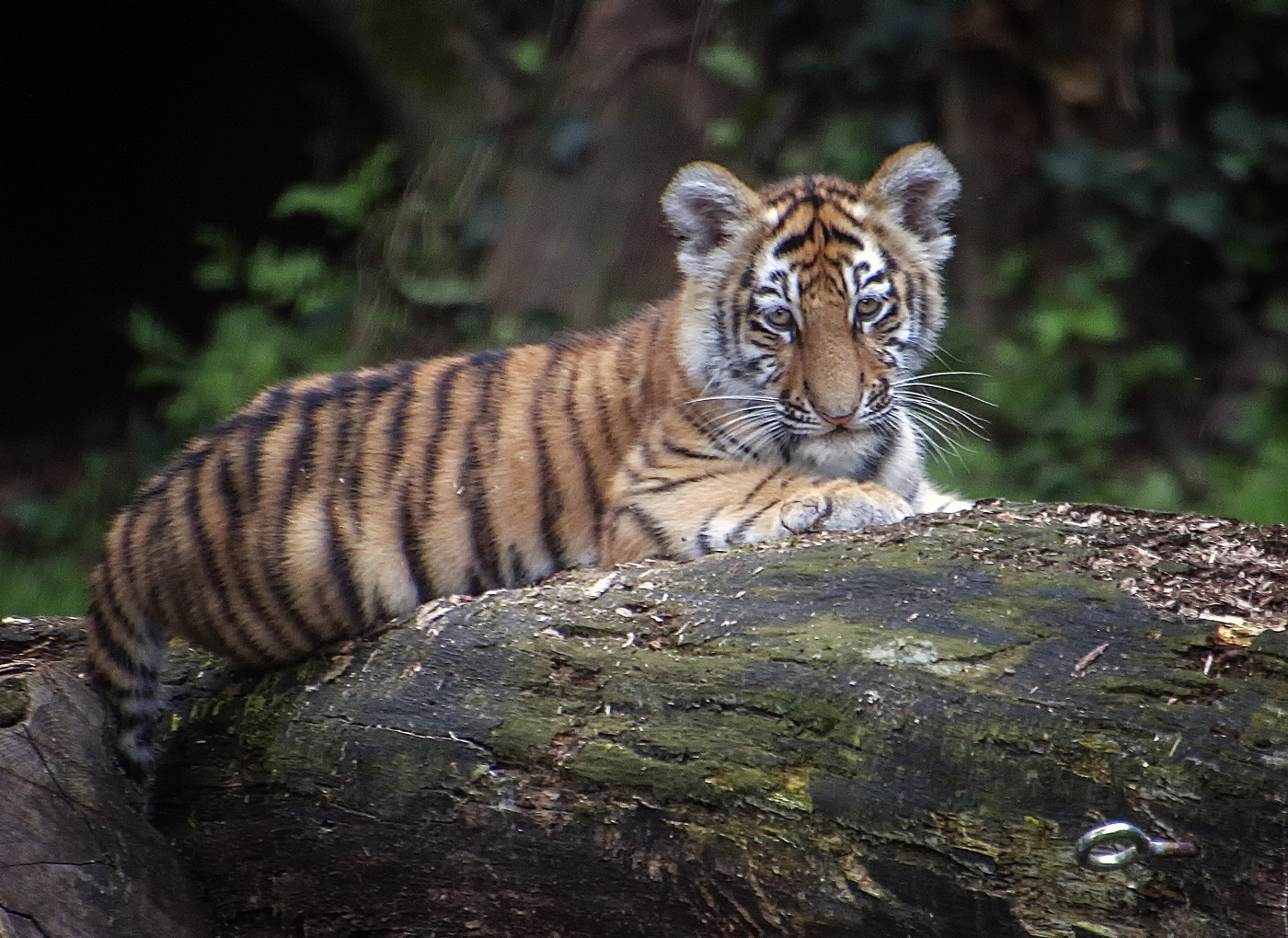 Я не киска я тигр