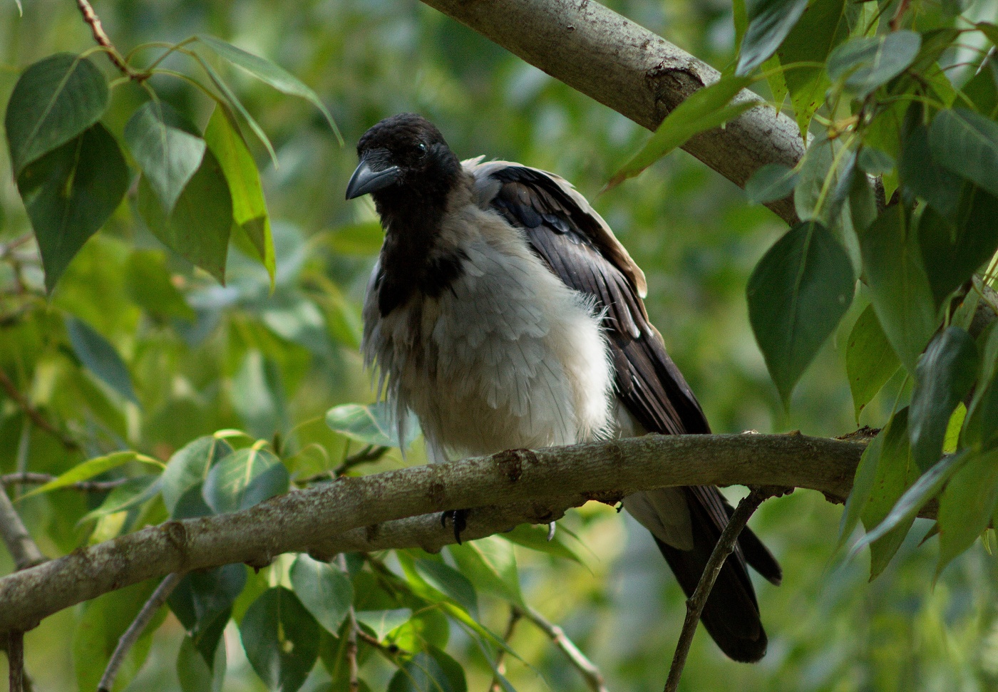Лохматый сосед