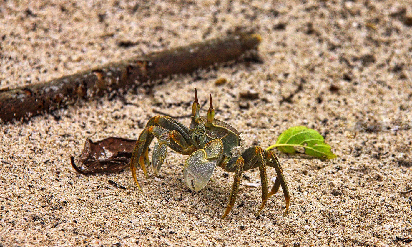 Песчаный краб