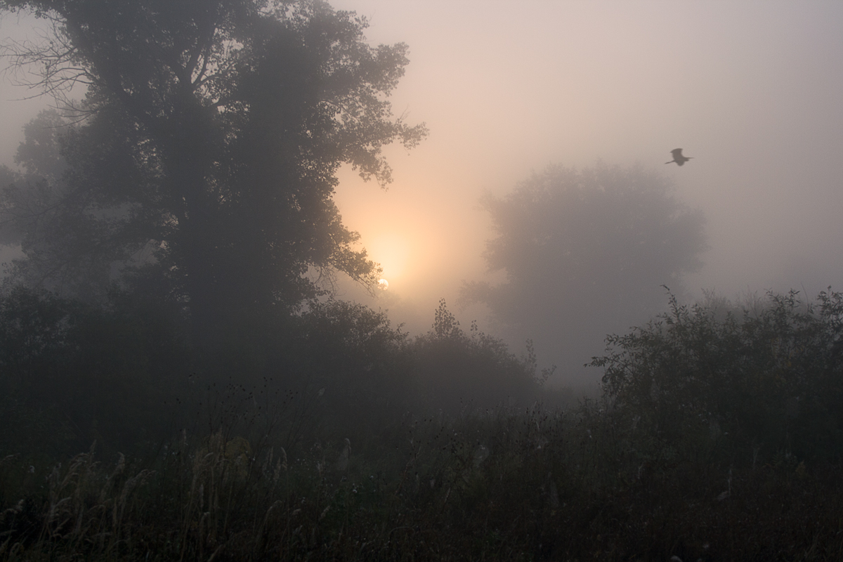 утро туманное