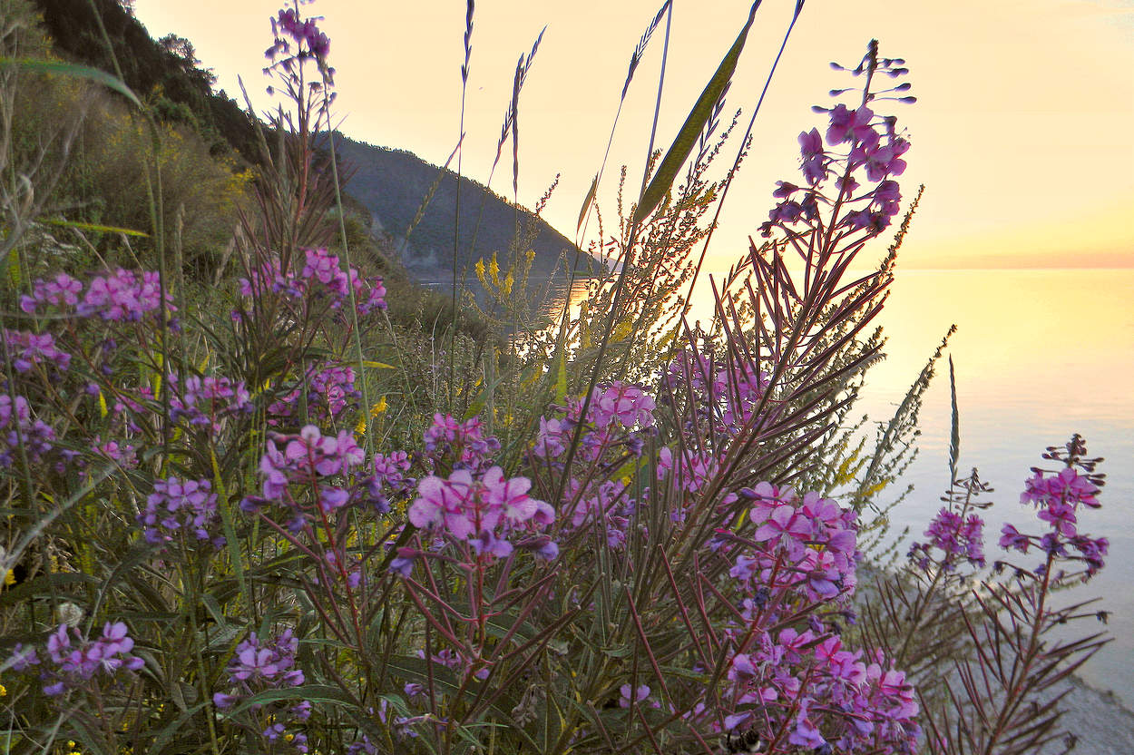Встречая рассвет с иван-чаем
