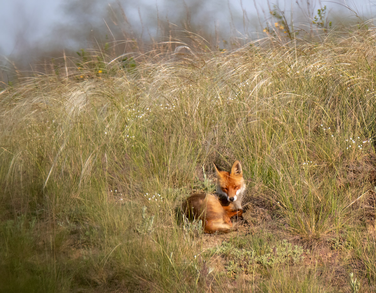 Вздремнула на солнышке