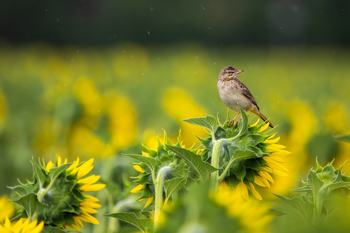Дождик накрапывает
