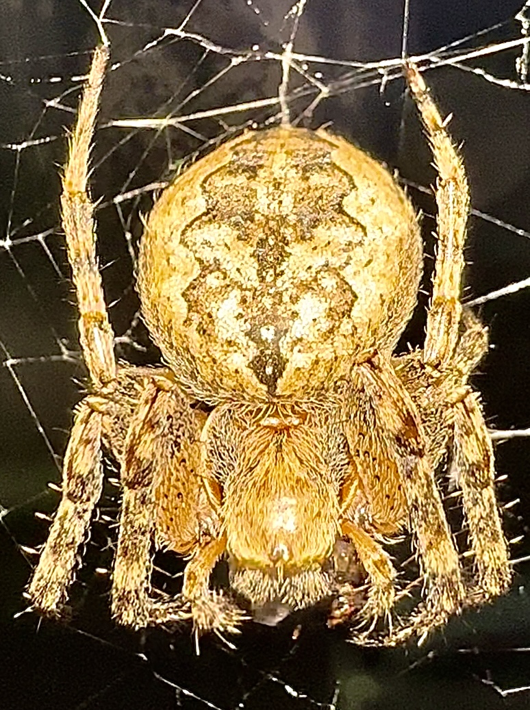 Ночной паук «КРЕСТОВИК»