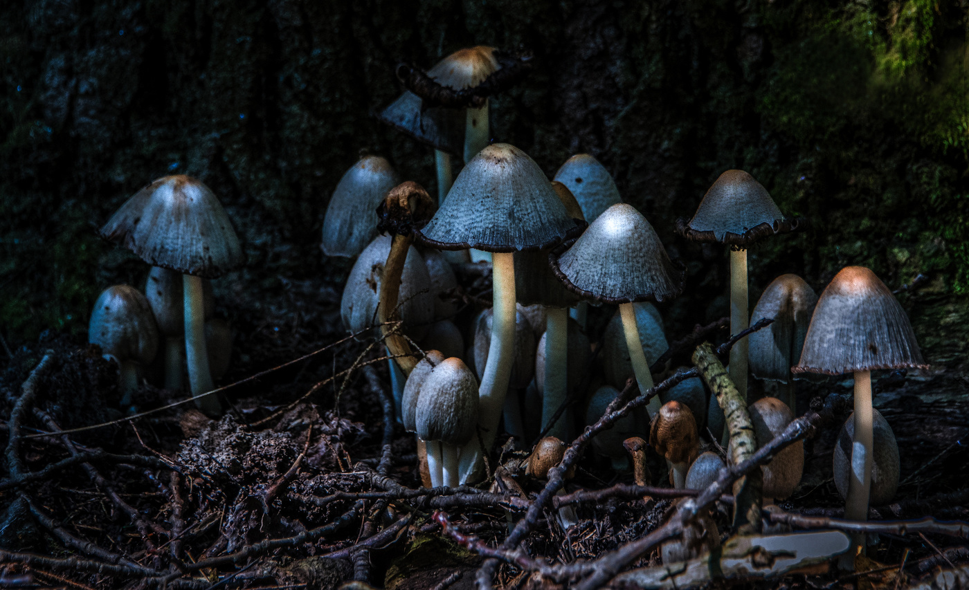 "Семейка Аддамс".