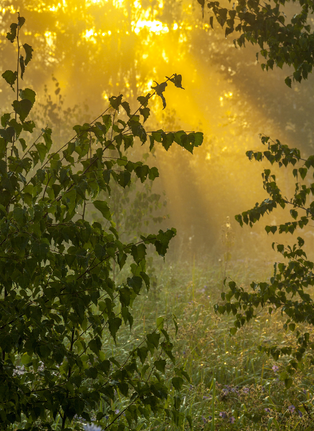 Свет в росе