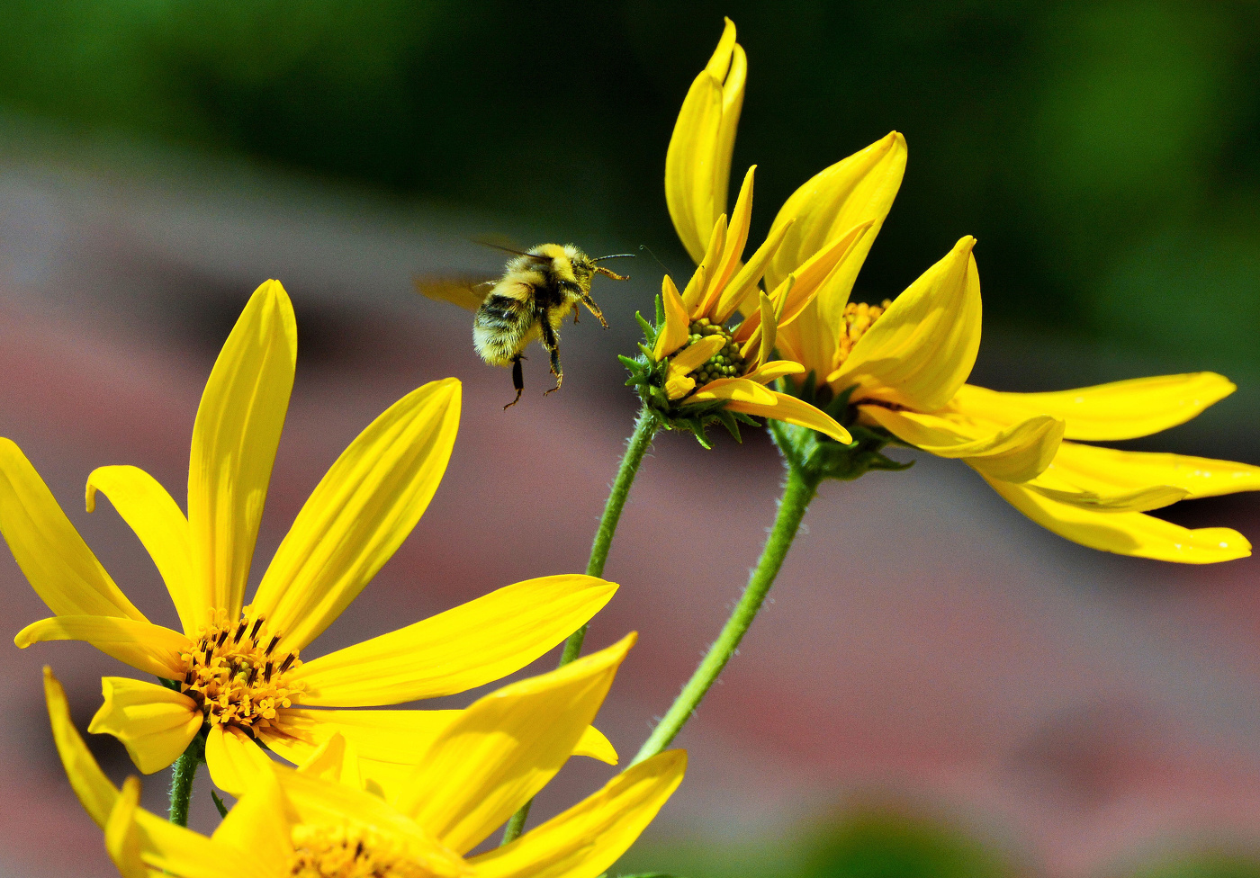 От цветка до цветка, от зари до зари ...