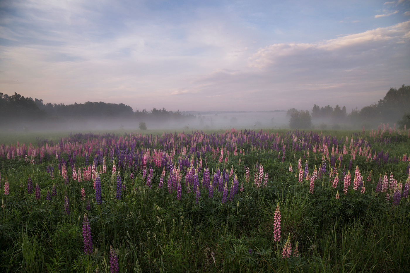 Люпиновое утро