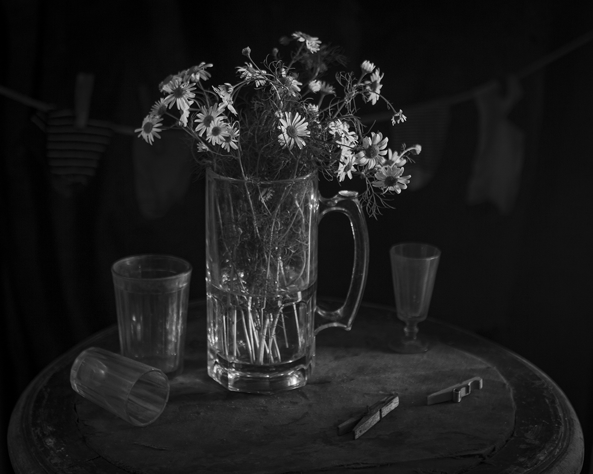 Ромашка ободранная