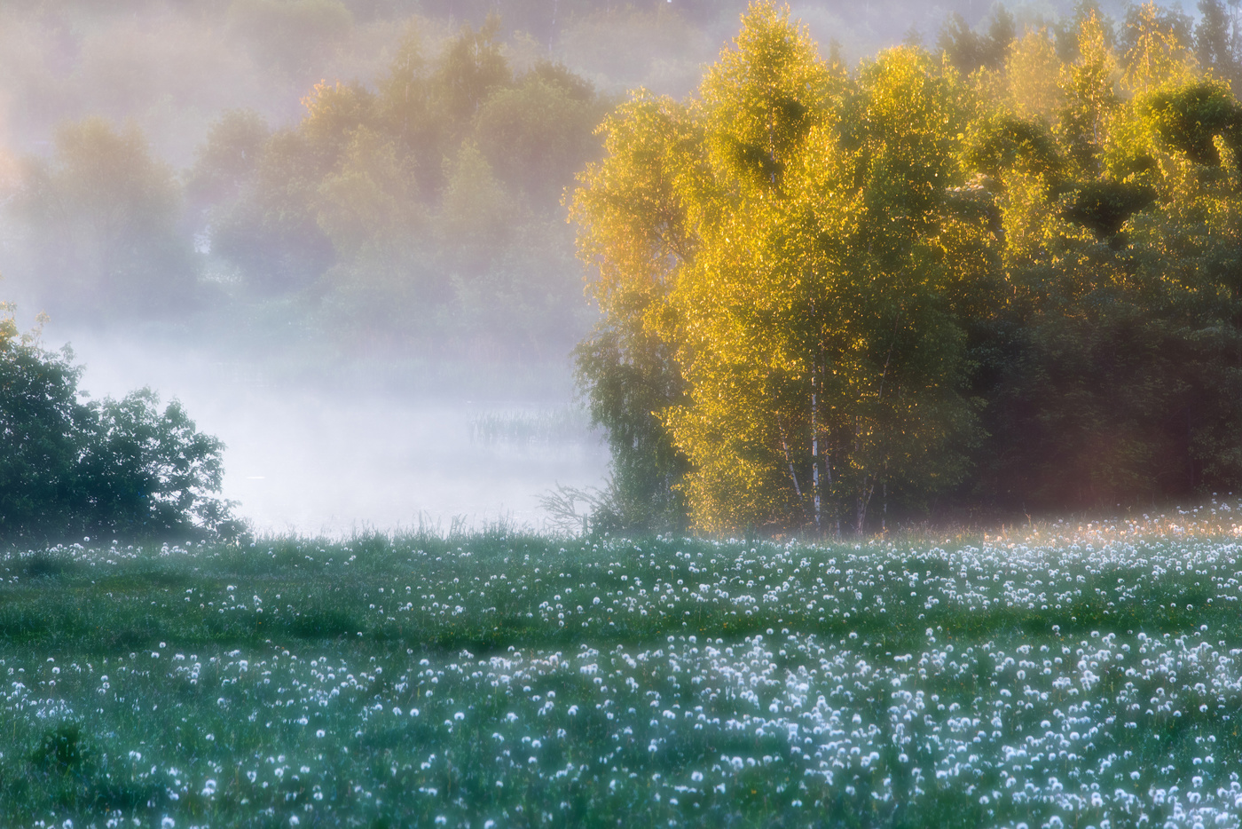 Одуванчиковое утро.