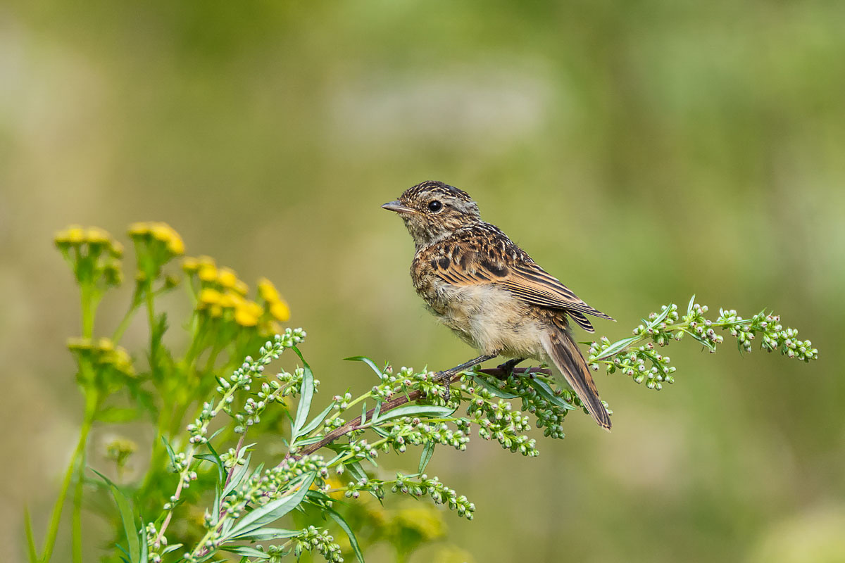 Молодой чекан.