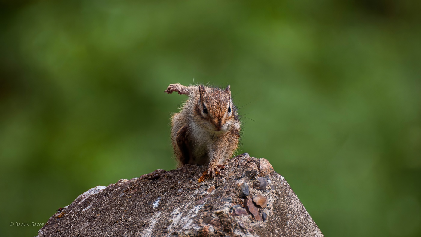 Хук справа!