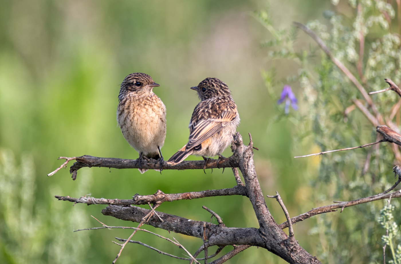 Малыши ждут маму, папу..