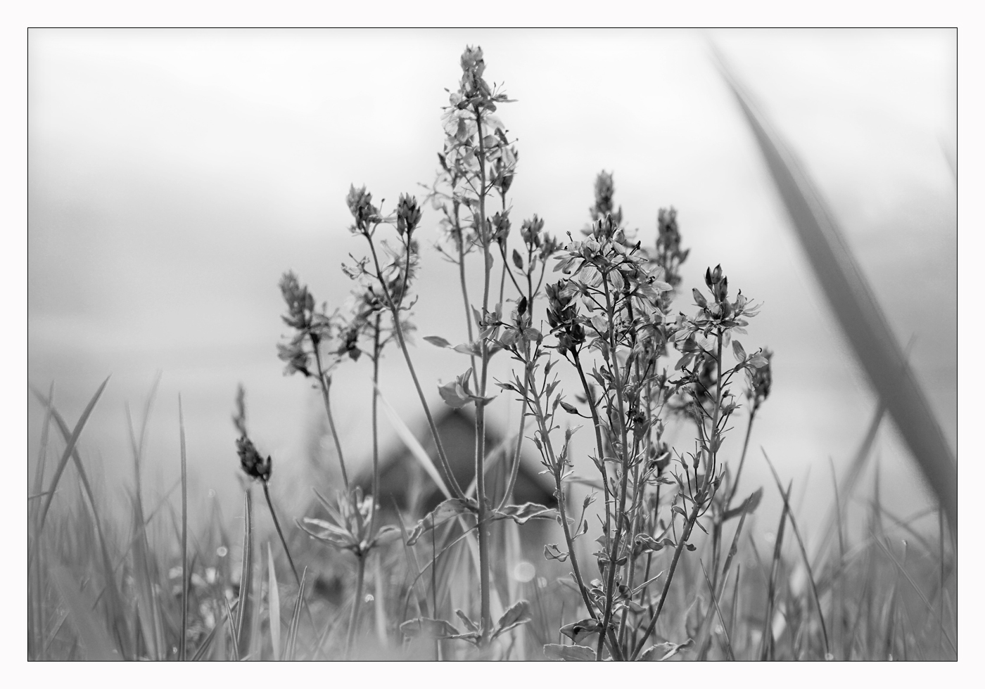 Трава у дома