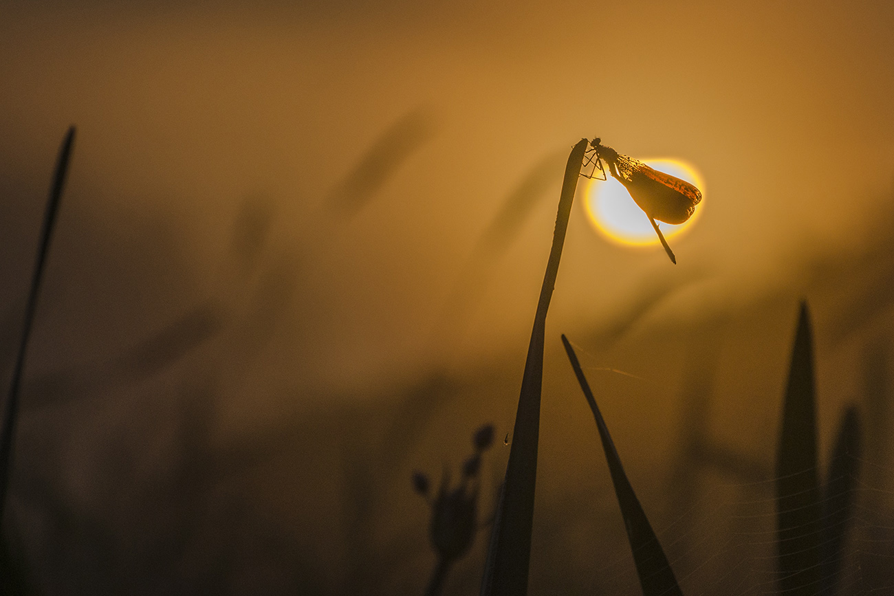 Тёплый сон лета