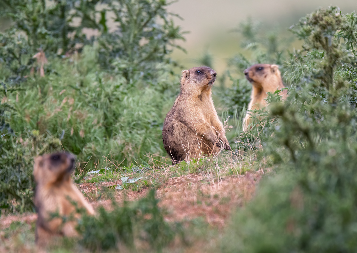 В мире животных
