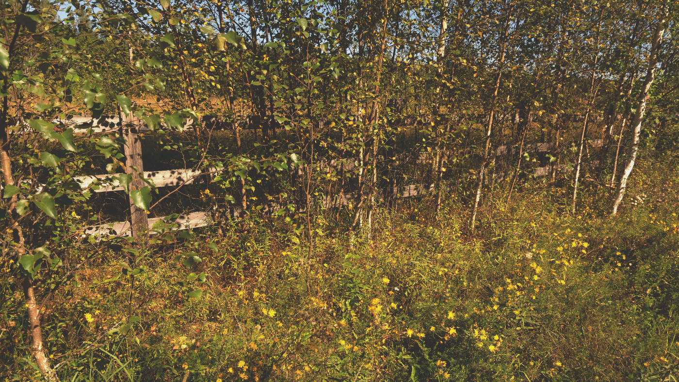 Жизнь вокруг