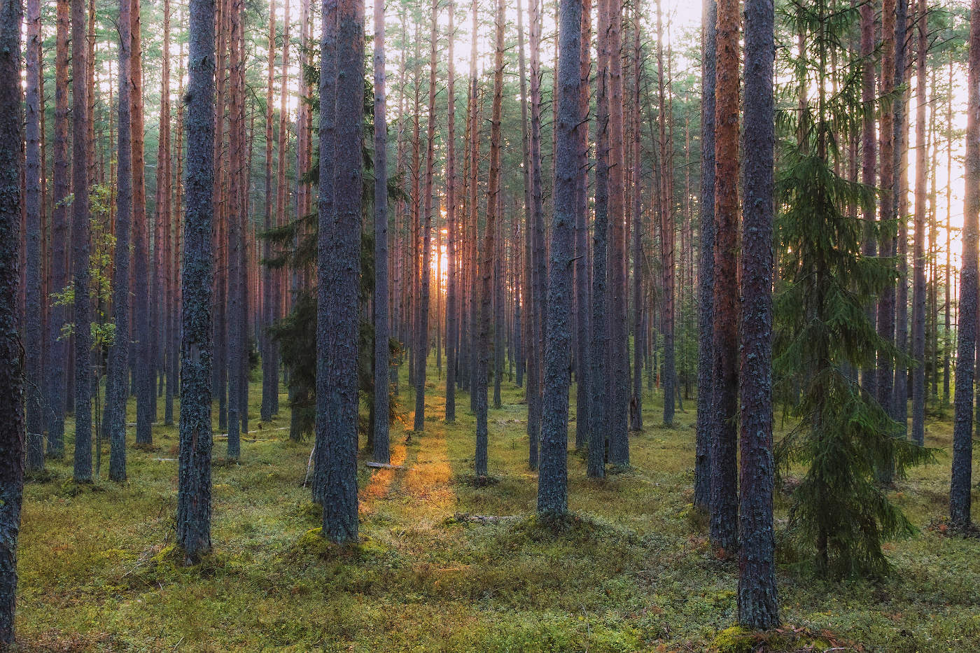 Рассвет в сосновом бору