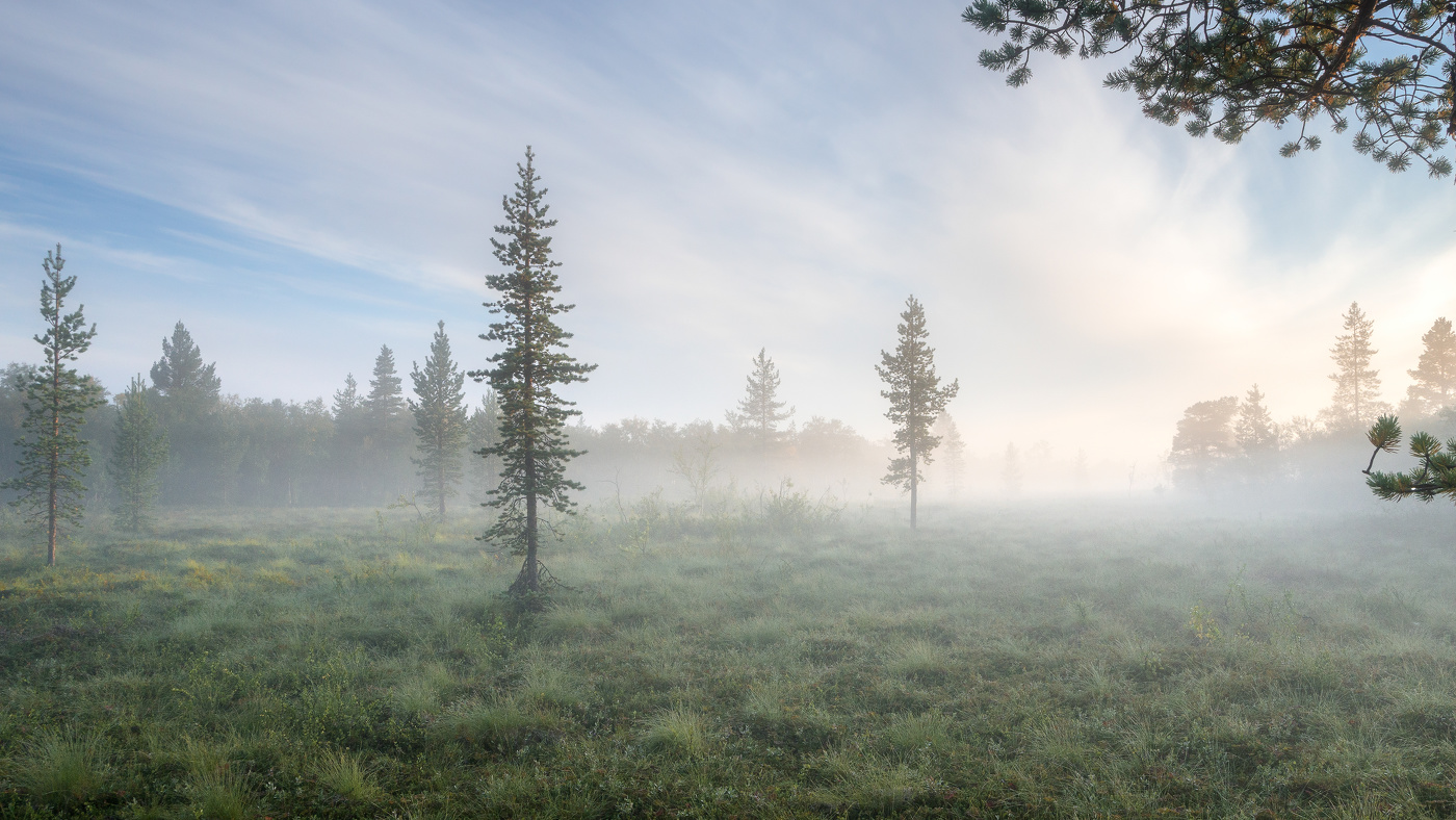 Утренние туманы