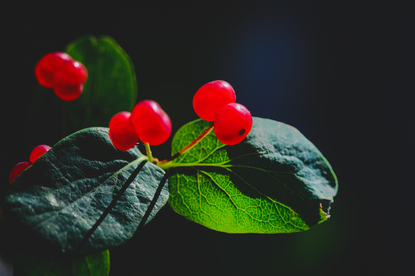 Жимолость...