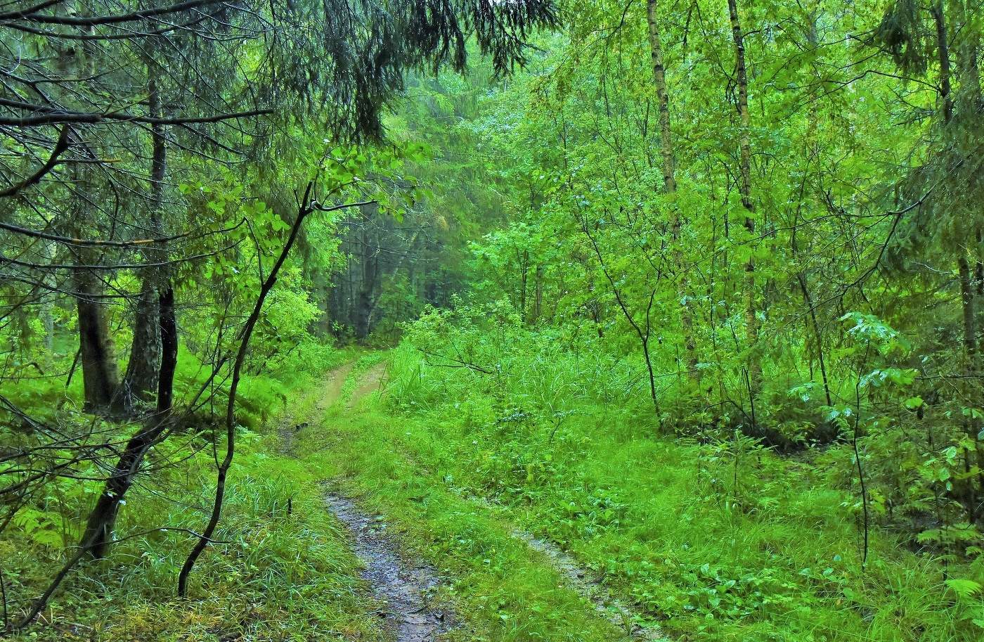 После дождя ...