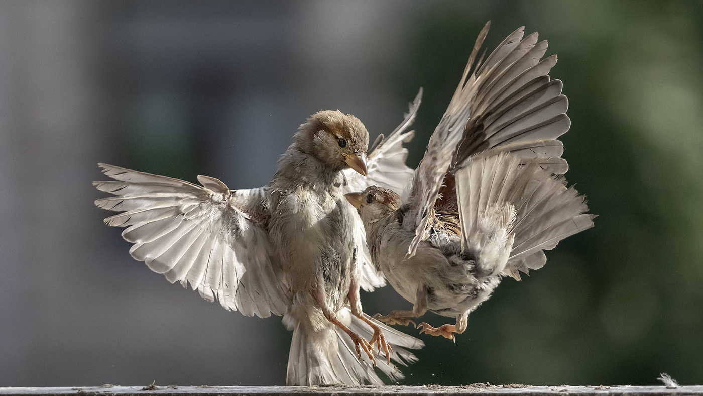 Хук с правой....