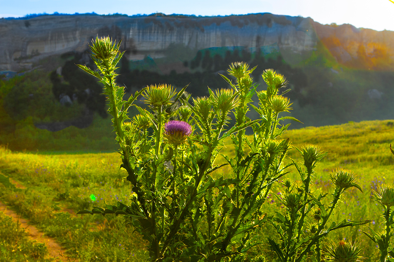 Цветочек Чертополоха