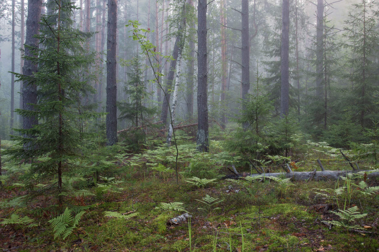 Прохладное утро