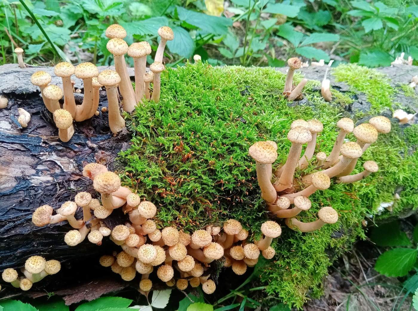 Дружные ребята.