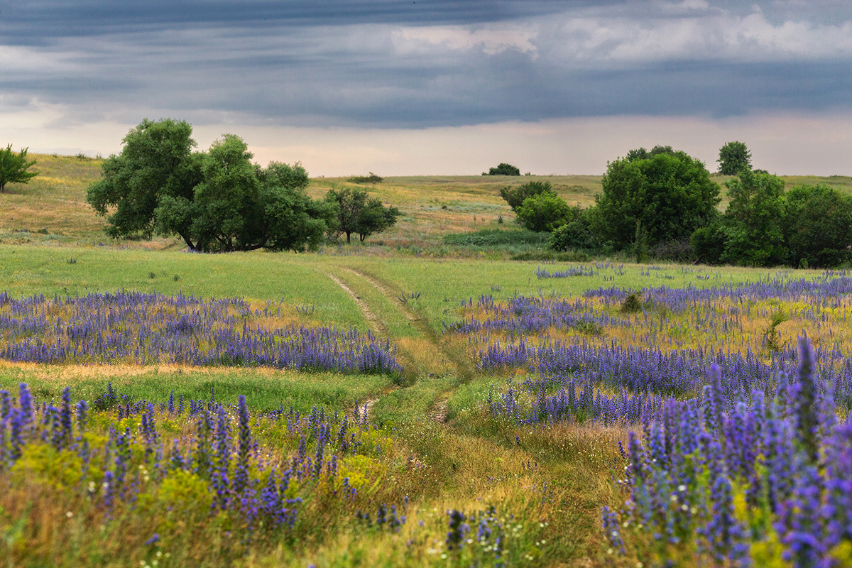 Синяк цветёт