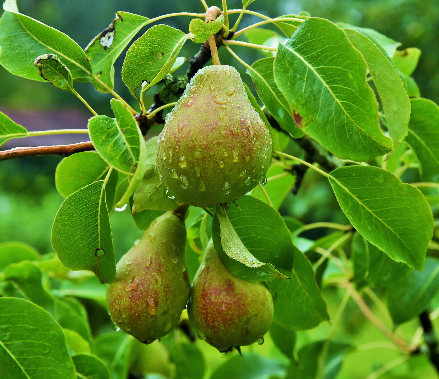 "Проплясал, проплакал летний дождь ..."