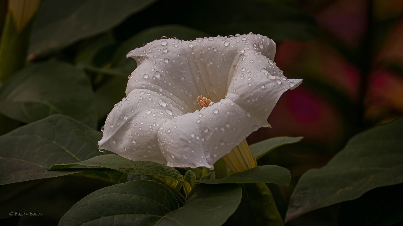 Красив и загадочен цветок Дурмана (Datura)....