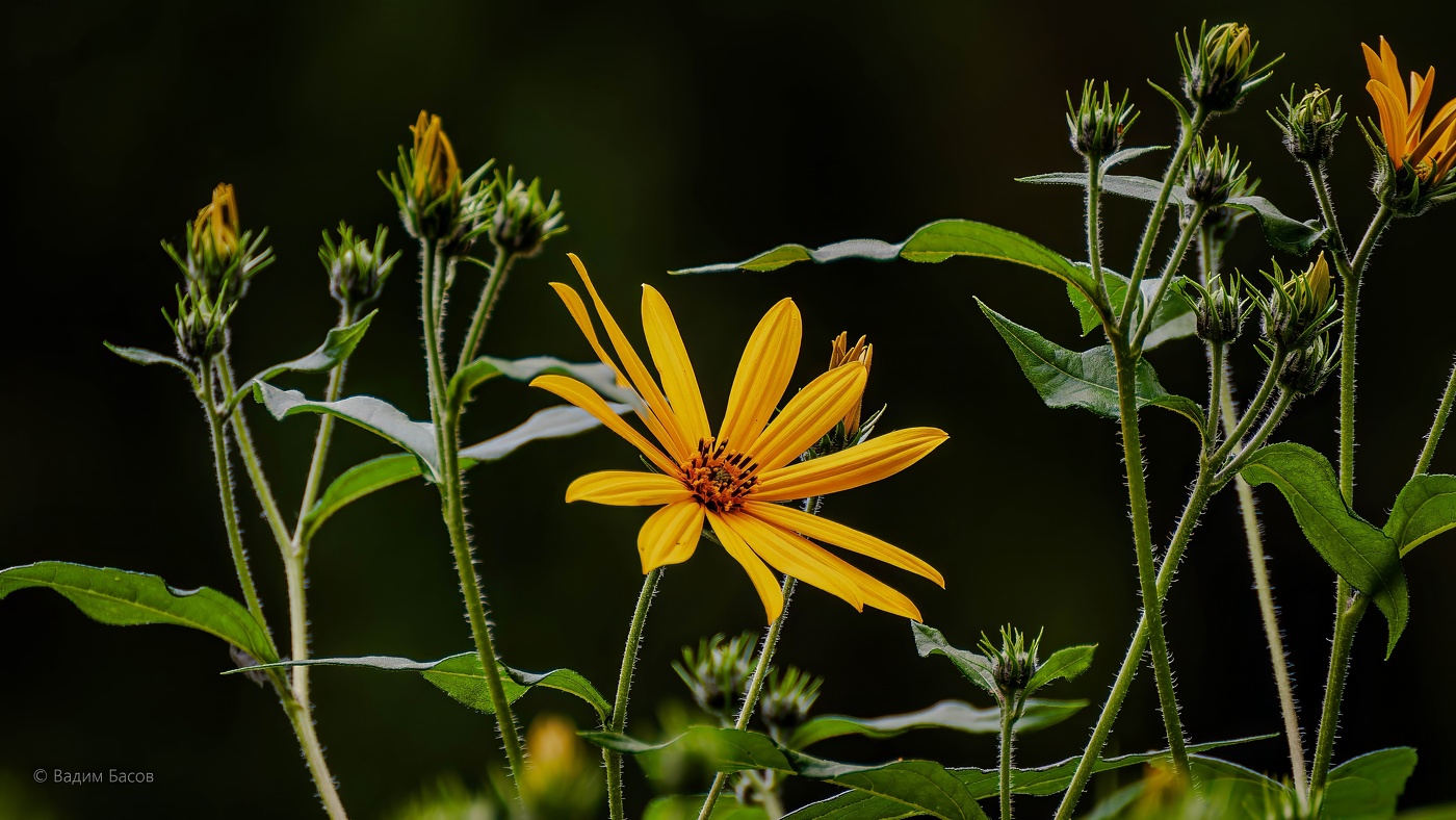 Топинамбур.