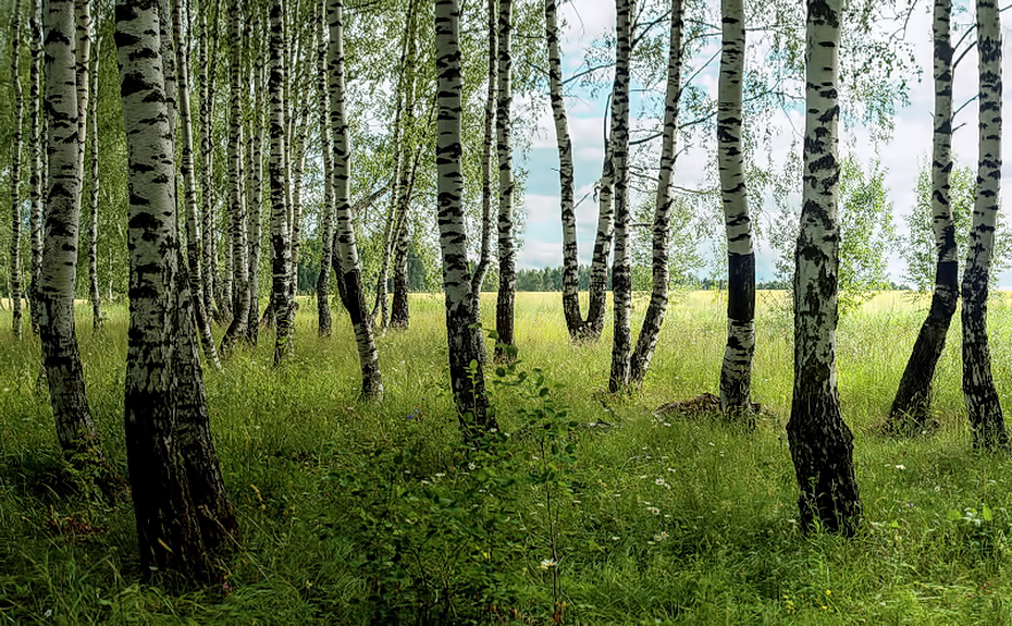 Грусные берёзки.