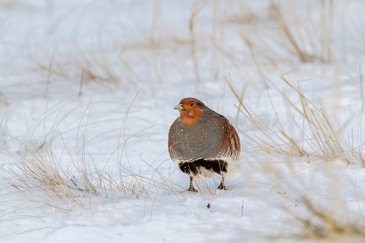 Куропатка в заснеженной степи