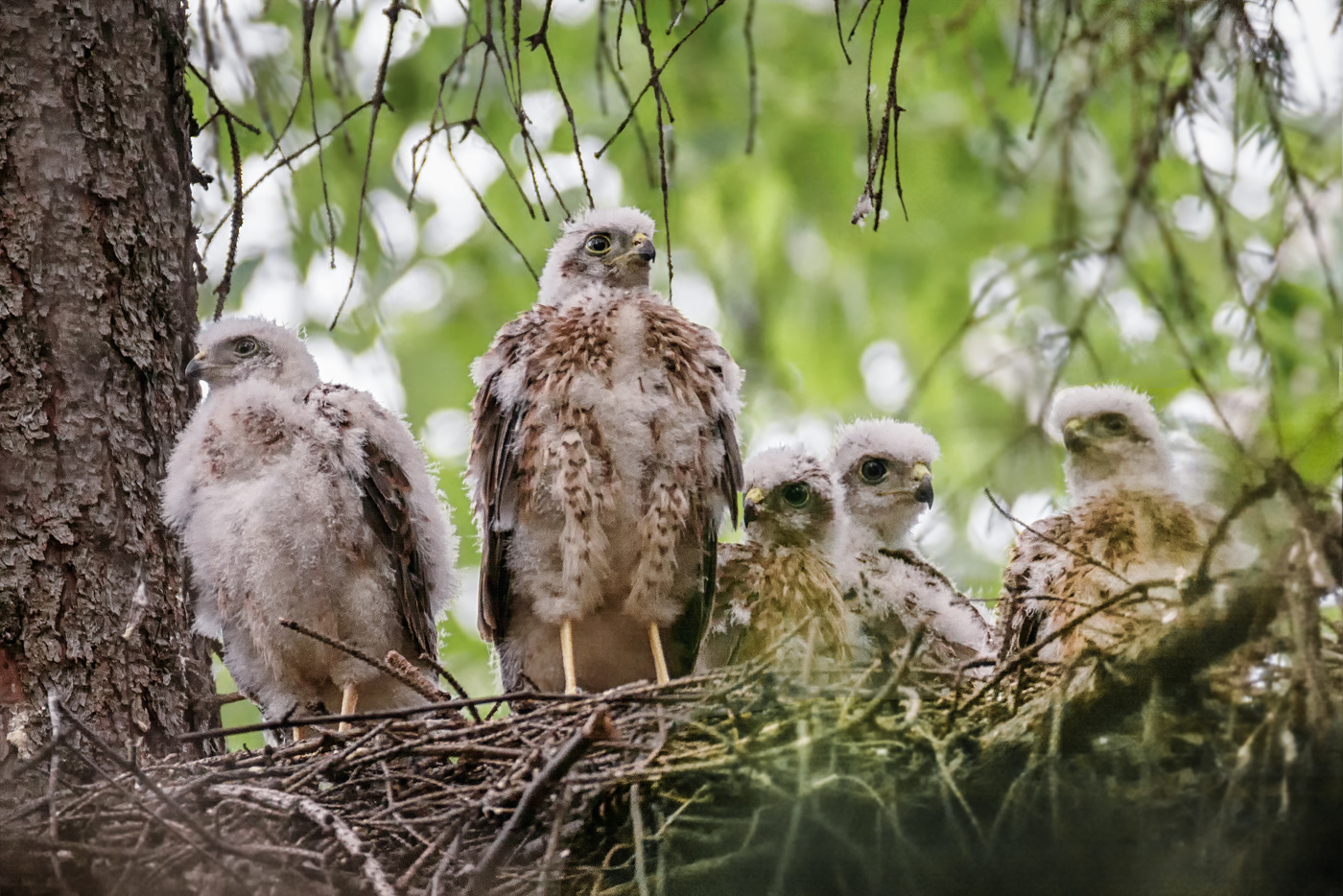 Гнездо ястребов.